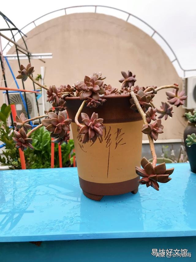 夜晚零度以上能露养多肉植物吗，注意什么？