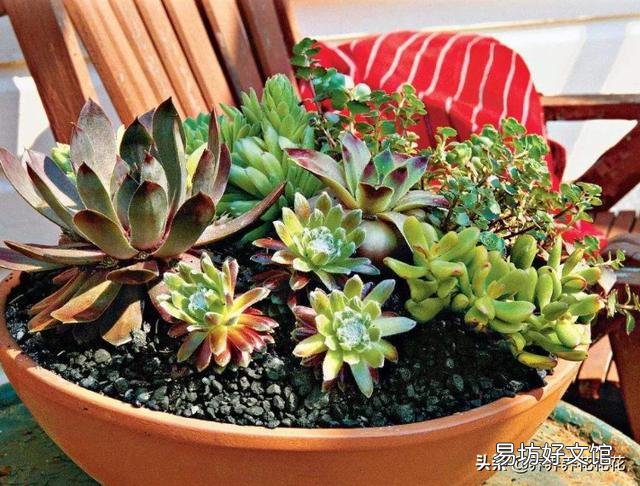 夜晚零度以上能露养多肉植物吗，注意什么？