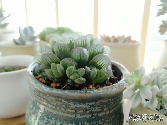 夜晚零度以上能露养多肉植物吗，注意什么？