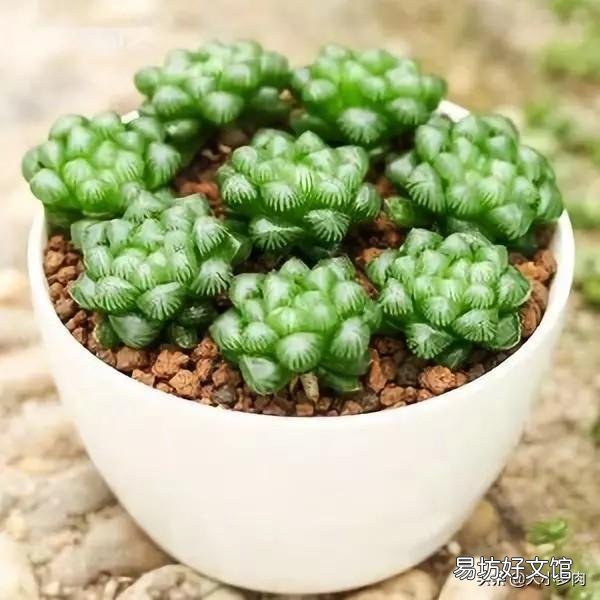 夜晚零度以上能露养多肉植物吗，注意什么？