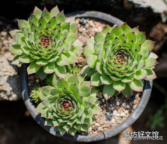 夜晚零度以上能露养多肉植物吗，注意什么？