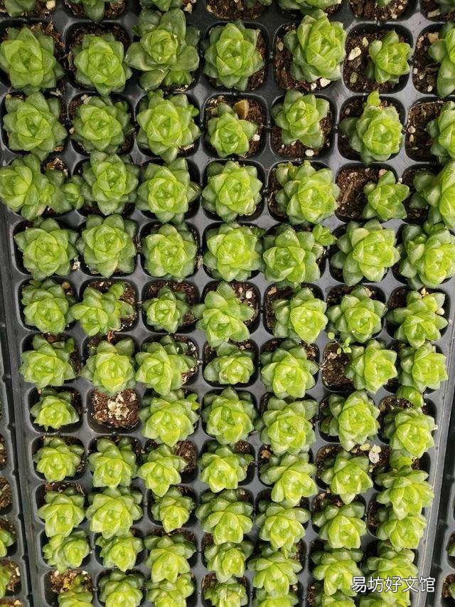 玉露砍头后没有除菌灵怎么办?