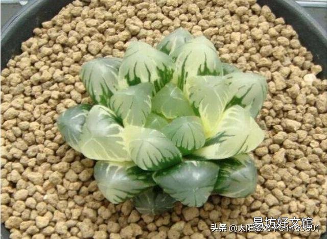 玉露砍头后没有除菌灵怎么办?