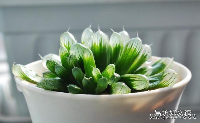 玉露砍头后没有除菌灵怎么办?
