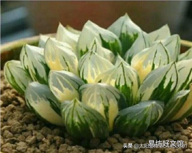 玉露砍头后没有除菌灵怎么办?