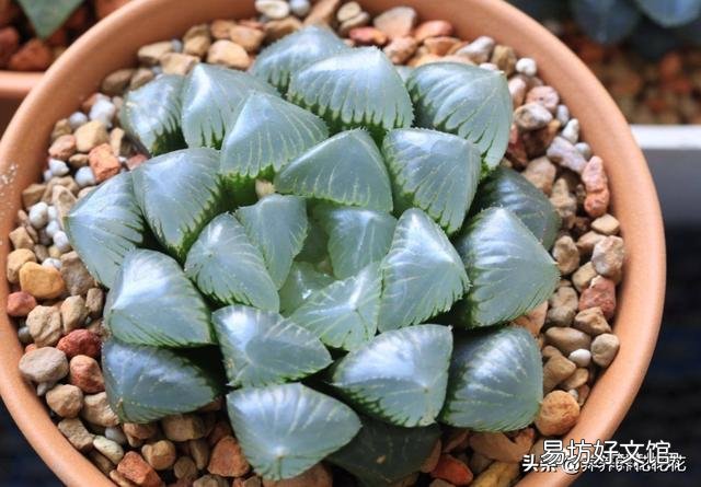 玉露砍头后没有除菌灵怎么办?