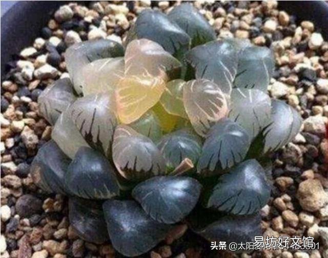 玉露砍头后没有除菌灵怎么办?
