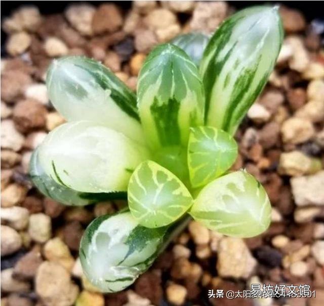 玉露砍头后没有除菌灵怎么办?
