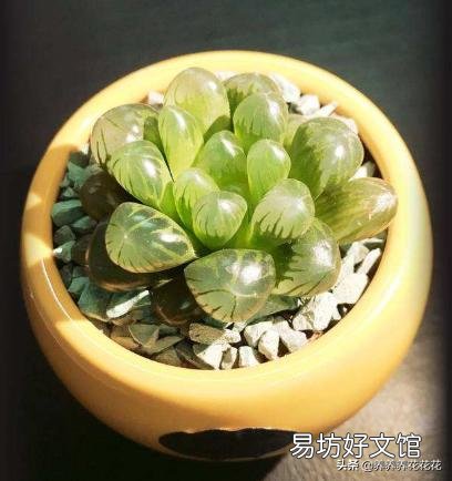玉露砍头后没有除菌灵怎么办?
