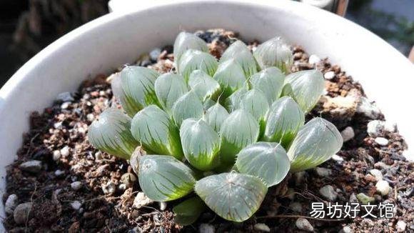 玉露砍头后没有除菌灵怎么办?