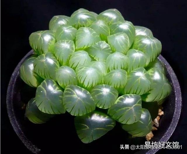 玉露砍头后没有除菌灵怎么办?