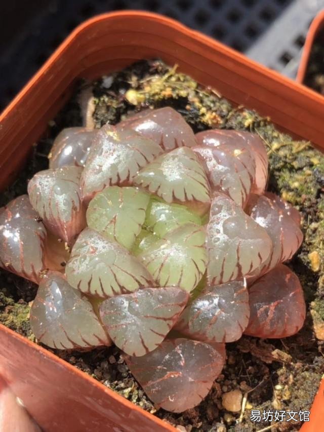 玉露砍头后没有除菌灵怎么办?