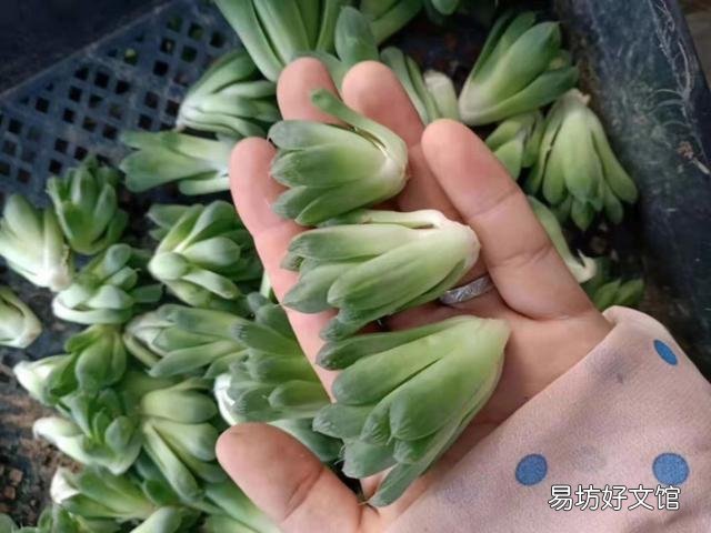 玉露砍头后没有除菌灵怎么办?