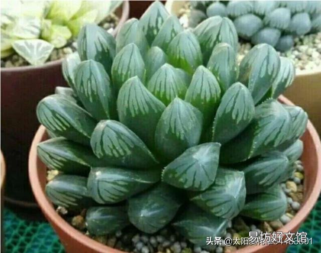 玉露砍头后没有除菌灵怎么办?