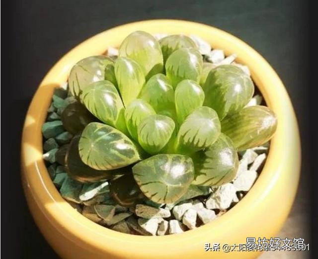 玉露砍头后没有除菌灵怎么办?