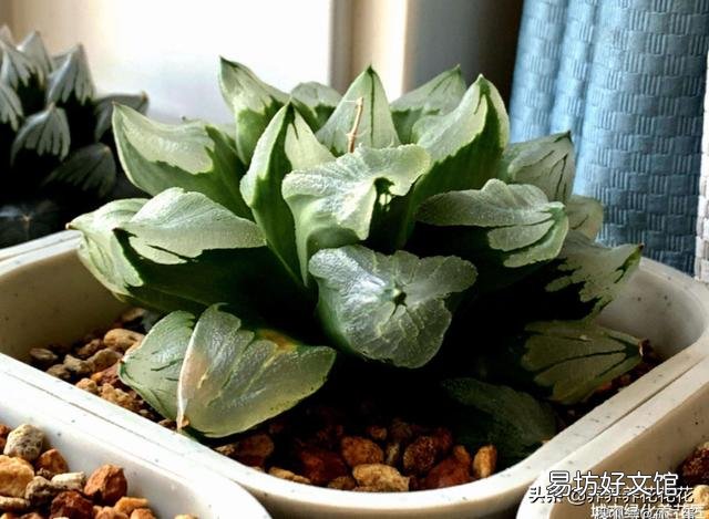 玉露砍头后没有除菌灵怎么办?
