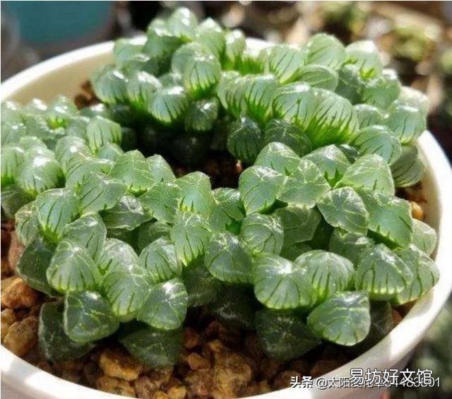 玉露砍头后没有除菌灵怎么办?