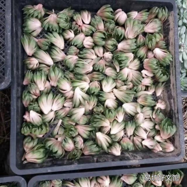玉露砍头后没有除菌灵怎么办?