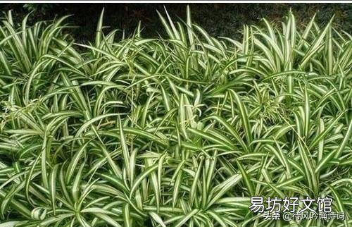 吊兰什么季节做剃头最好,怎么养好?