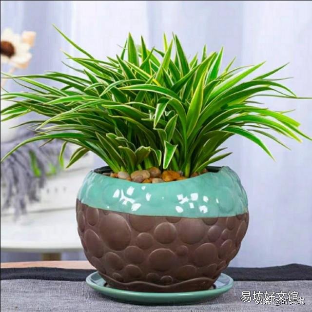 吊兰什么季节做剃头最好,怎么养好?