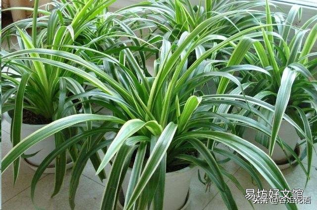 吊兰什么季节做剃头最好,怎么养好?