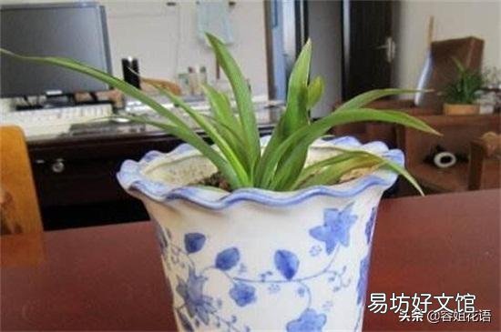 吊兰什么季节做剃头最好,怎么养好?