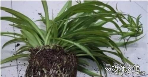 吊兰什么季节做剃头最好,怎么养好?