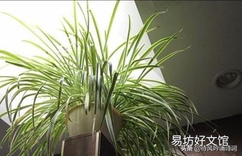 吊兰什么季节做剃头最好,怎么养好?