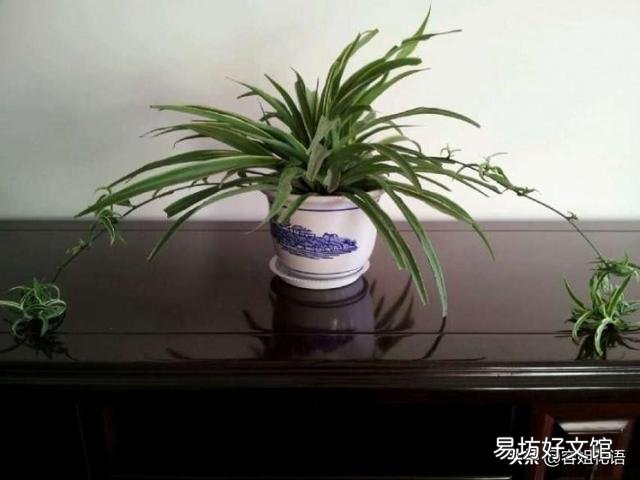 吊兰什么季节做剃头最好,怎么养好?