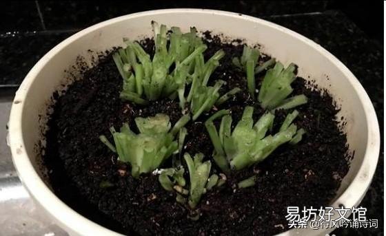 吊兰什么季节做剃头最好,怎么养好?