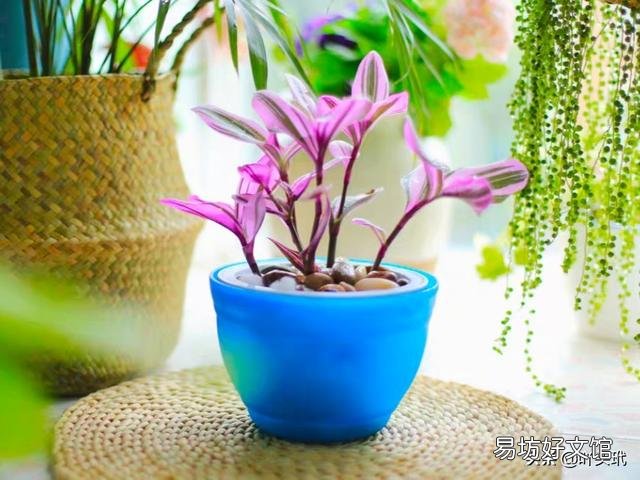 吊兰什么季节做剃头最好,怎么养好?