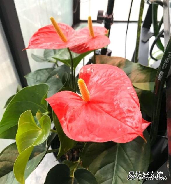 红掌叶子发黄,该怎么补救?