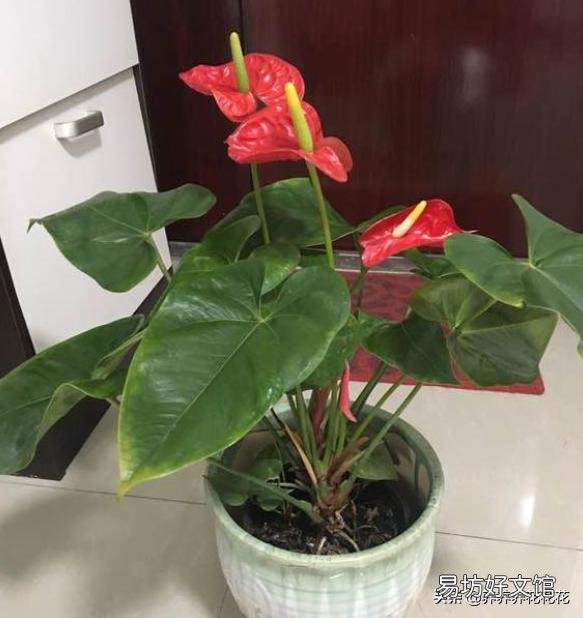 红掌叶子发黄,该怎么补救?