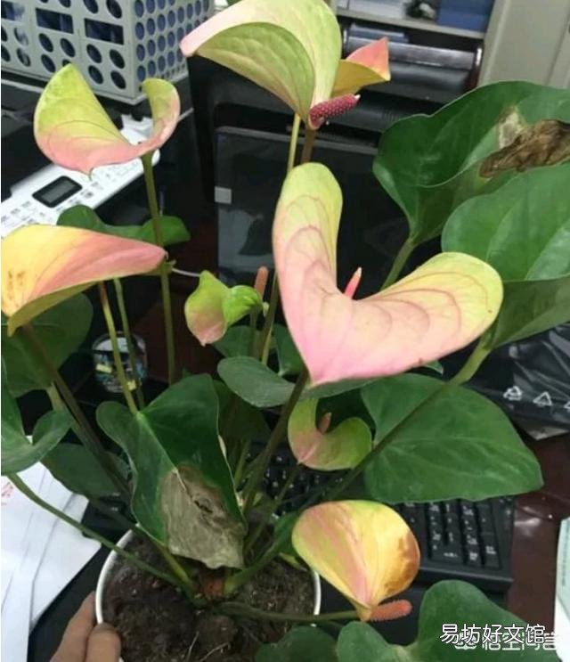 红掌叶子发黄,该怎么补救?