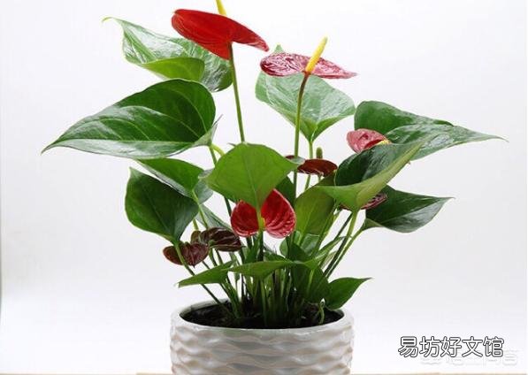 红掌叶子发黄,该怎么补救?