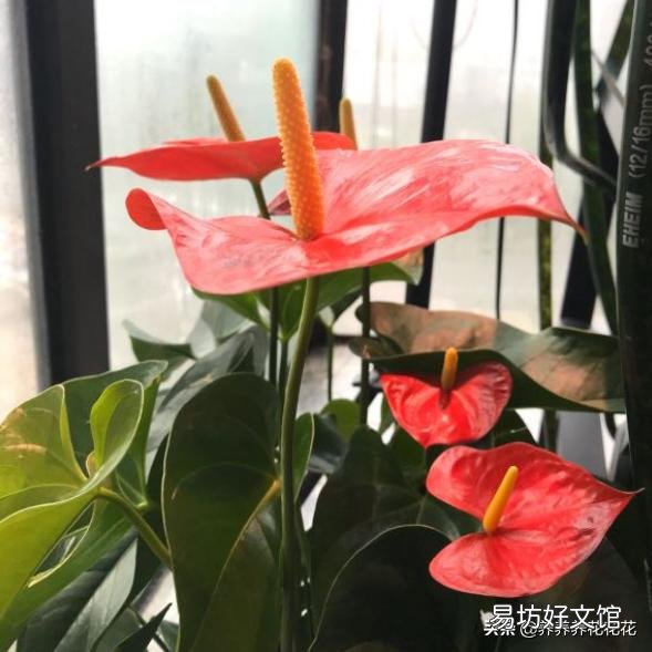红掌叶子发黄,该怎么补救?