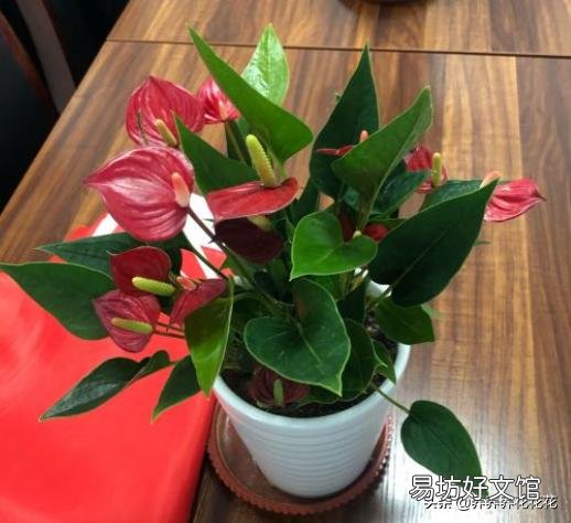 红掌叶子发黄,该怎么补救?