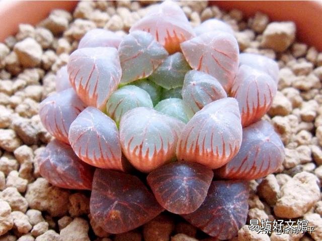 我的玉露被我养灰了怎么救?