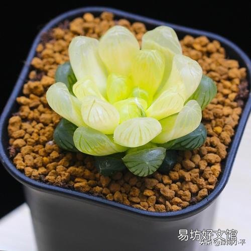 我的玉露被我养灰了怎么救?