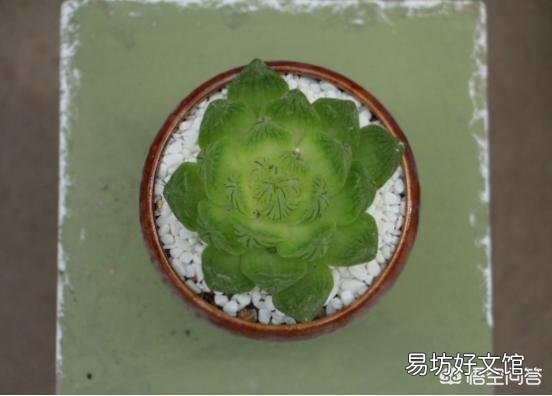 我的玉露被我养灰了怎么救?
