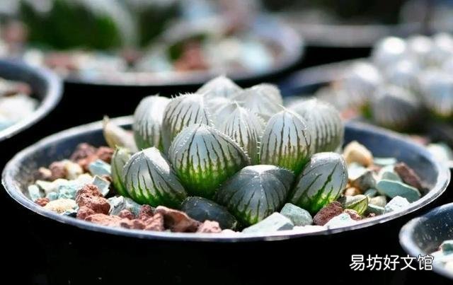 我的玉露被我养灰了怎么救?