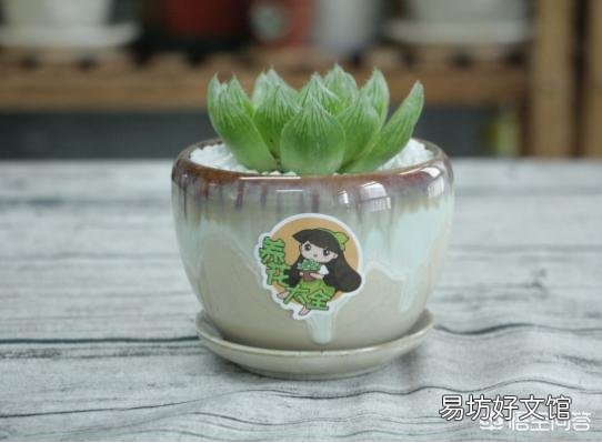 我的玉露被我养灰了怎么救?