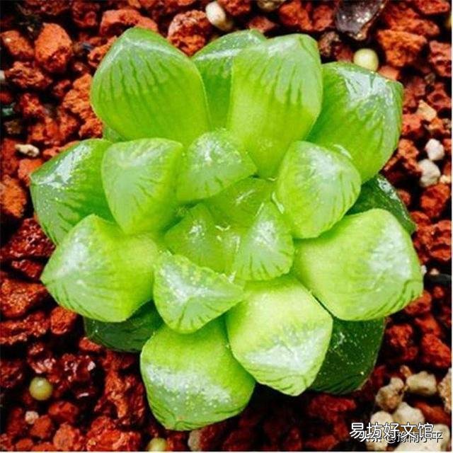 我的玉露被我养灰了怎么救?