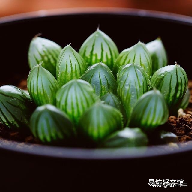 我的玉露被我养灰了怎么救?
