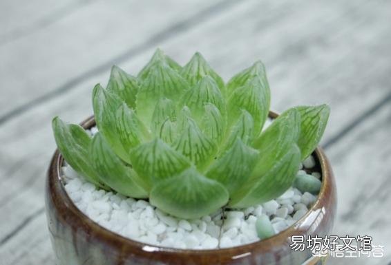 我的玉露被我养灰了怎么救?