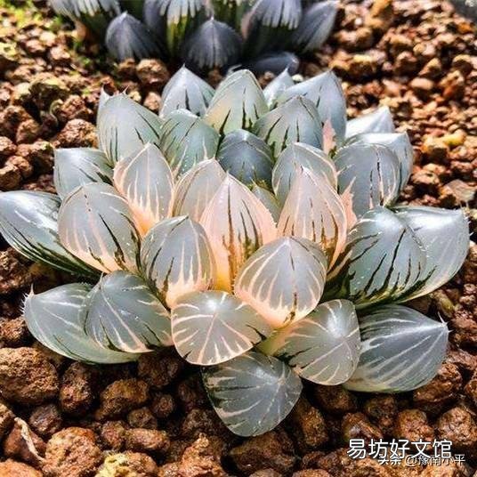 我的玉露被我养灰了怎么救?