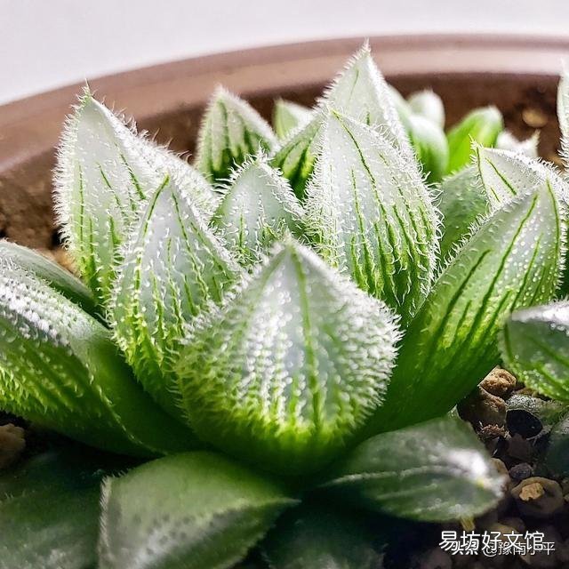 我的玉露被我养灰了怎么救?