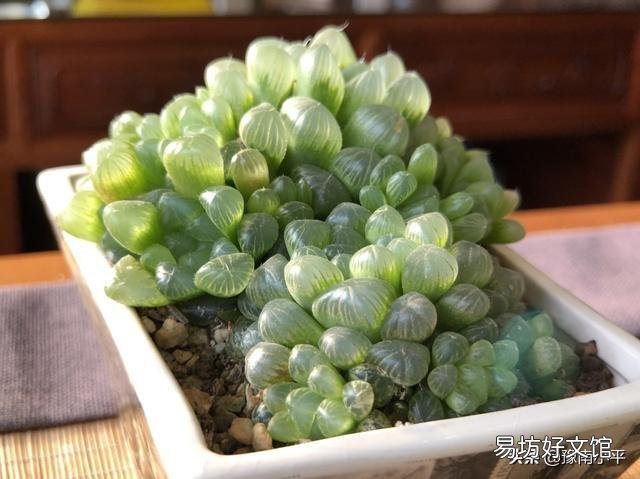 我的玉露被我养灰了怎么救?