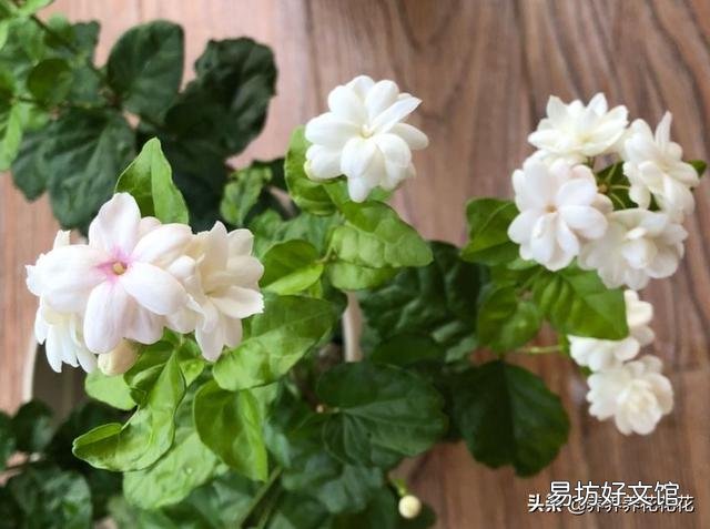 这两株茉莉还可以生长吗?