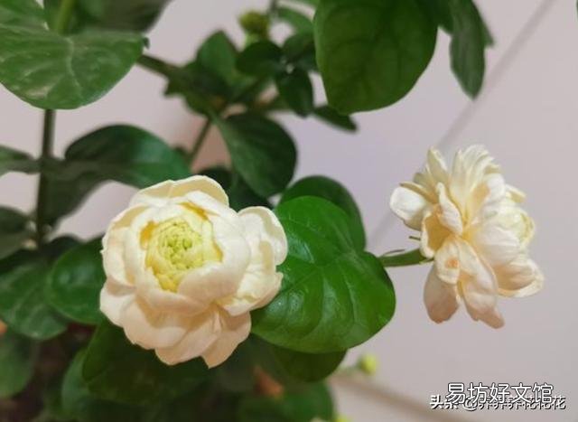 这两株茉莉还可以生长吗?